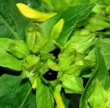 Check spelling or type a new query. Four O Clock Flower Living In Italy