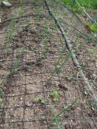 We did not find results for: How To Keep Cats Away From The Garden Old Farmer S Almanac