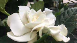 Maybe you would like to learn more about one of these? Shade Tolerant Plants In Houston