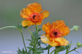 Image result for Ranunculus multifidus