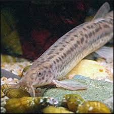 Dojo Loach Care - A Comprehensive Guide - Aquariumstoredepot