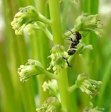 Image result for Resedaceae