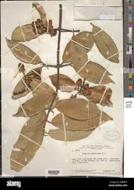 Image result for Symphonia globulifera