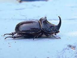 Greek Rhinoceros Beetle (Subspecies Oryctes nasicornis kuntzeni) ·  iNaturalist NZ
