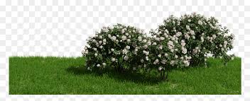 Find the perfect white rose bush stock illustrations from getty images. White Rose Bush Png Transparent Png Vhv