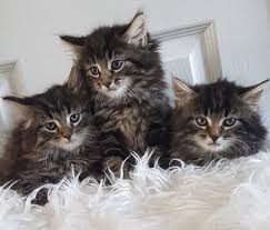 The maine coon is the only truly native american cat. Maine Coon For Sale In Pennsylvania 22 Petzlover