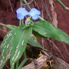 Image result for Commelina congesta