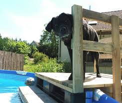 Above Pool Dog Ramp Pool Stairs Diy Garten