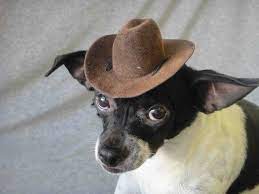 Indiana Jones Hat For Dog Or Cat Brown Color Pet Etsy Dog Hat Indiana Jones Hat Pet Halloween Costumes