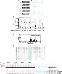 Free fire game server timeout (mm_7) problem | how to fix server timeout (mm_7) problem in free fire. Genome Editing Enables Reverse Genetics Of Multicellular Development In The Choanoflagellate Salpingoeca Rosetta Biorxiv