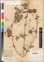 Image result for Cardiospermum corindum