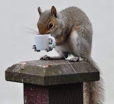 Pin On I Brake For Squirrels