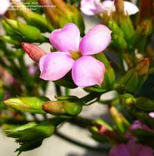 Image result for Kalanchoe laciniata
