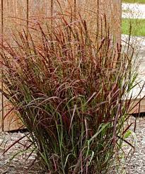 Image result for Panicum pilgeri