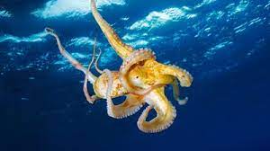 I read somewhere that it would take about 75 hours to read the bible aloud at a normal rate. World Ocean Day Quiz Which Sea Creature Are You Fun Wildlife Quizzes Cbbc Bbc