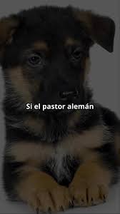 La historia del pastor aleman! #perros #pastoraleman