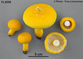 Image result for Russula flavida