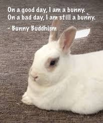 On A Good Day I Am A Bunny On A Bad Day I Am Still A Bunny Bunny Buddhism Funny Bunnies Beautiful Rabbit Bunny Care