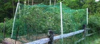 Bird Netting For Blueberries Lowes Blueberry Netting 4 Bird Netting The Great Outdoors Blueberry Bushes