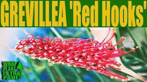 They can be grown from soft tip cuttings from late summer, or from seed. Grevillea Red Hooks A Robust Fast Growing And Attractive Shrub With Red Flowers Youtube