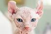 Here Is Why Sphynx Cats Cost So Much! | Purr Craze