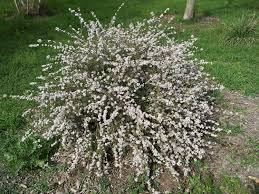 Image result for Eriocephalus