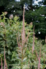In spring it emerges with deep burgundy purple leaves which turn. Photo Veronicastrum Virginicum Erica Veronicastrum Album Nora Goosen Fotki Com Photo And Video Sharing Made Easy