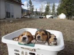 Tiny Miniature Pocket Beagle Cute Puppies For Sale Playing Bath Time And Shots Meet Breeder Pocket Beagle Puppies For Sale Cute Puppies For Sale