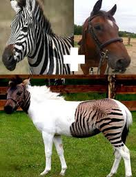 Gezi Alemi Guney Afrika Cumhuriyeti Kruger Ulusal Parki Guney Afrika Kruger Park Ve Hayvan Dostlarimiz