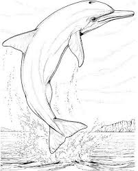 These alphabet coloring sheets will help little ones identify uppercase and lowercase versions of each letter. Realistic Dolphin Coloring Pages For Adults Enjoy Coloring Dolphin Coloring Pages Dolphin Drawing Colorful Drawings