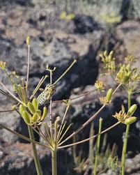 Image result for Secamone parvifolia