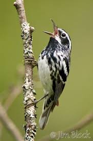 Black And White Warbler Song Pin On Warblers Ii