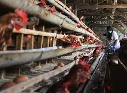 We did not find results for: Pakan Ayam Naik Peternak Ayam Di Jateng Terancam Rugi