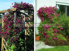 All about climatises.) клематисы клематисы: Clematis King Of Vines Cultivation Species Varieties Part 1 Best Landscape Ideas