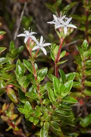 Image result for Otiophora