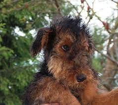 I Love This Face Airedale Terrier Puppies Airedale Dogs Airedale Puppy