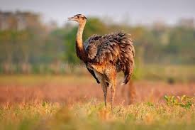 Bird With No Feathers On Neck Wildlife Scene From Brazil Bird With Long Neck Greater Rhea Rhea Americana B Ad Greater Neck Rhea Big Americana Ad Wildlife Big Bird Animals