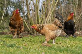 Their docile temperament also makes them a great pet! The 11 Best Chicken Breeds For Hot Weather