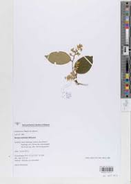 Image result for Grewia schmitzii