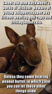 Sweet Old Man Buckwheat S Words Of Wisdom I Has A Hotdog Dog Pictures Funny Pictures Of Dogs Dog Memes Puppy Pictures Doge