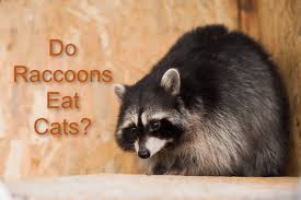 A distinctive feature of this raccoon is a characteristic pattern around the eyes, somewhat reminiscent of a gangster mask. Do Raccoons Eat Cats You Might Be Surprised Proudcatowners