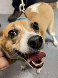 Pin On Photos From Lost Dogs Minnesota
