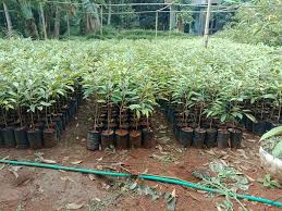 Pokok durian dalam video ini berusia hampir 2 tahun. Pemeliharaan Pohon Durian Super Agar Tanaman Subur Durian Melimpah