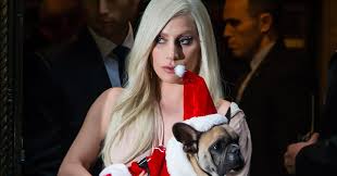 The bad romance singer is offering a $500,000 reward for the return of the dogs — no questions asked — and has. Oe Li0kpheatbm