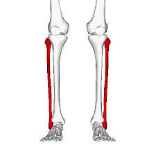Fibula - PhysioStudent