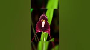 Monkey face orchid🍃Scientific name ...