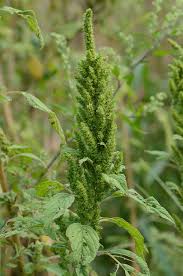 Image result for Amaranthus hybridus