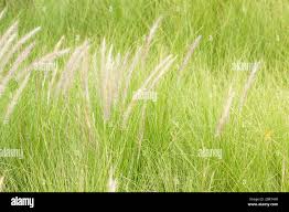 Image result for Anthericopsis sepalosa