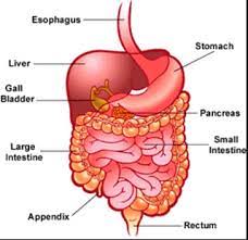 The liver is the largest gland in an animal or human body and viscera of the body. Nutrition In Animals Class 10 Life Processes