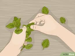 Tanaman berdaun hijau, peppermint mentha spicata extract herb menthol, rempah rempah, makanan. Cara Memakai Oregano Dalam Masakan Dengan Gambar Wikihow